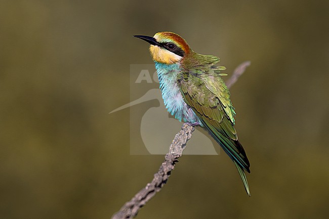 European Bee-eater, Merops apiaster, in Italy. stock-image by Agami/Daniele Occhiato,