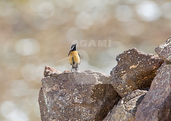 Roodborstrotsspringer zittend op een rots, Orange-breasted Rock-Jumper perched on a rock stock-image by Agami/Marc Guyt,