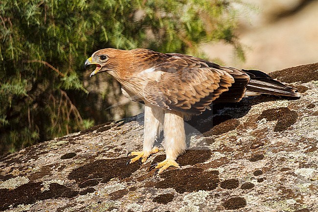 Booted Eagle (Hieraaetus pennatus) in Ávila (Spain) stock-image by Agami/Oscar Díez,