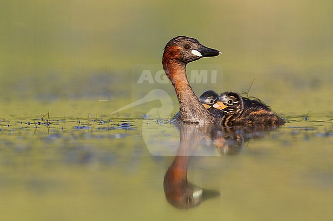 Little Grebe - Zwergtaucher - Tachybaptus ruficollis ssp. ruficollis, Germany, adult with chick stock-image by Agami/Ralph Martin,