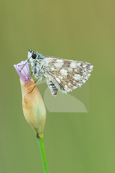 Oostelijk kalkgraslanddikkopje / Orbed Red Underwing Skipper (Spalia orbifer) stock-image by Agami/Wil Leurs,