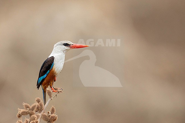 Grey-headed Kingfisher (Halcyon leucocephala), perched on a dry blade, with a brown background, in Cape Verde. stock-image by Agami/Sylvain Reyt,
