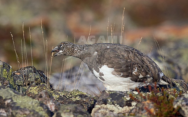Vrouwtje Alpensneeuwhoenfoeragerend, Female Rock Ptarmigan foraging stock-image by Agami/Markus Varesvuo,