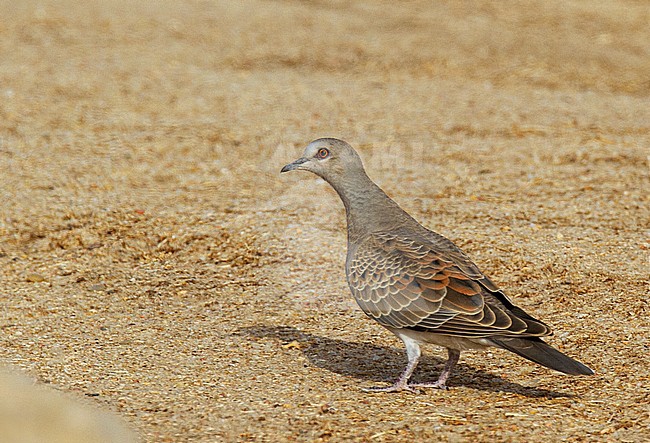 First winter European Turtle Dove (Streptopelia turtur) showing mix of juvenile and adult type feathers. Walking on the ground during aurumn migration in Egypt. stock-image by Agami/Edwin Winkel,