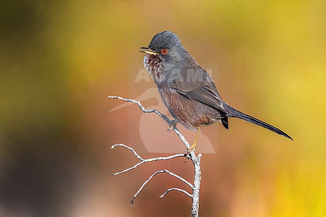 Dartford Warbler (Sylvia undata undata) in Italy. stock-image by Agami/Daniele Occhiato,