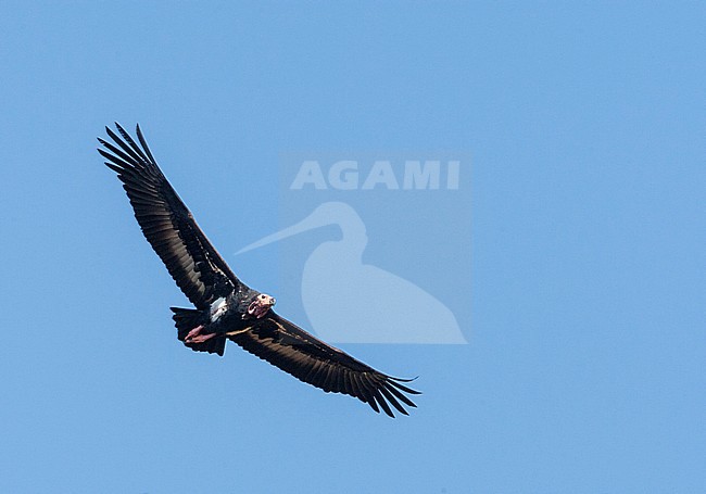 Critically Endangered Red-headed Vulture (Sarcogyps calvus) in flight seen from below. Threatened due to diclofenac in veterinary medicine use. stock-image by Agami/Marc Guyt,