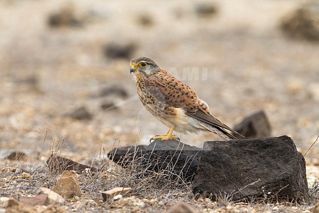 Alexander Torenvalk; Alexander's Kestrel stock-image by Agami/Daniele Occhiato,