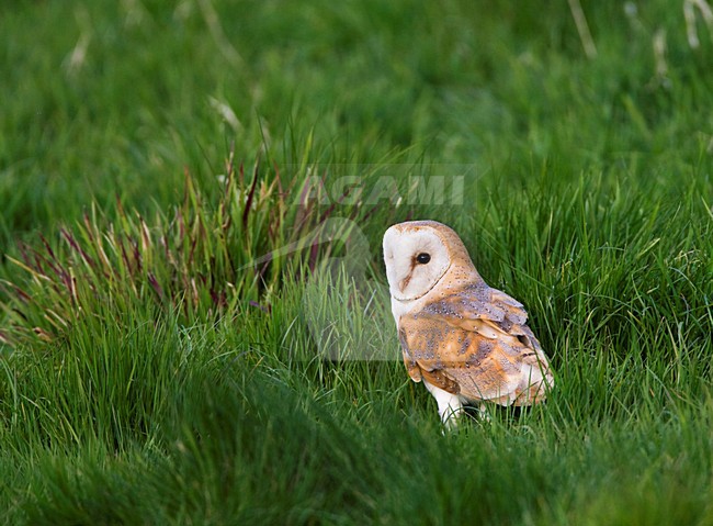 Kerkuil in zit overdag; Barn Owl perched during daytime stock-image by Agami/Marc Guyt,