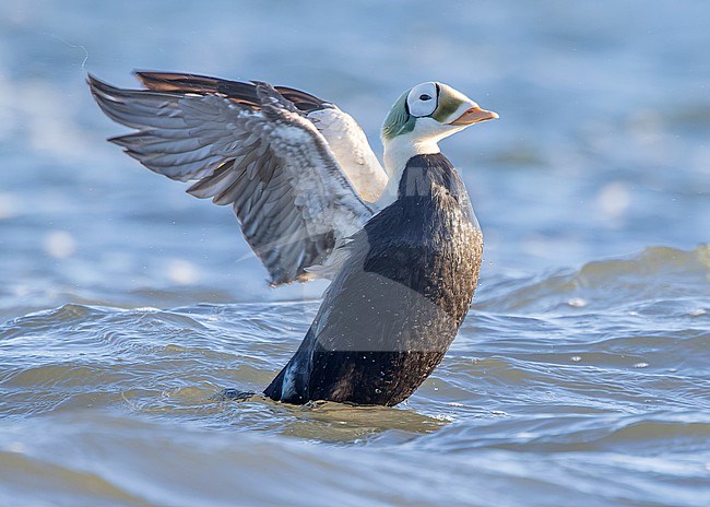 Male Spectacled Eider (Somateria fischeri) stretching its wings before the coast of Texel, the Netherlands, with morning light from the side and back. stock-image by Agami/Lennart Verheuvel,