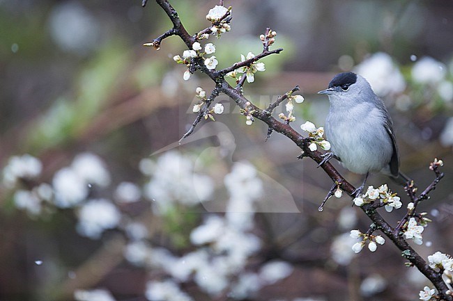 Blackcap (Sylvia atricapilla ssp. atricapilla), Germany (Baden-Württemberg), adult male stock-image by Agami/Ralph Martin,