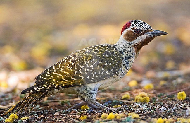 Bennett's Woodpecker (Campethera bennettii) foraging on the ground in a camp site in Kruger national park in South Africa. stock-image by Agami/Marc Guyt,
