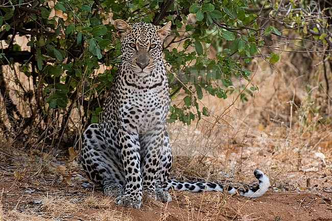 A leopard, Panthera pardus, resting in the shade, Samburu National Reserve, Kenya. Kenya. stock-image by Agami/Sergio Pitamitz,