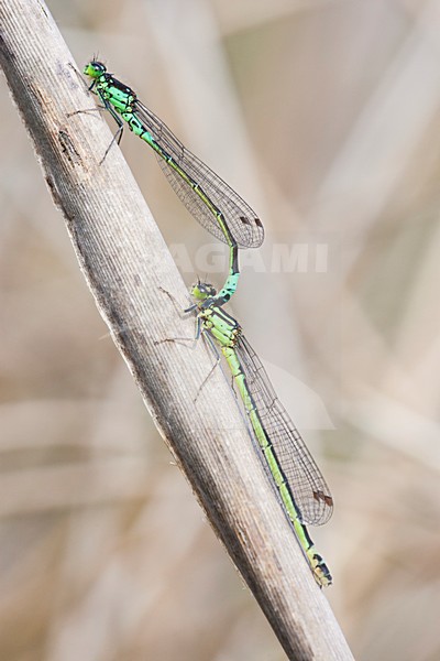 Donkere waterjuffers parend, Coenagrion armatum pair mating stock-image by Agami/Wil Leurs,