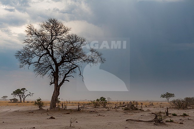 A sand storm approaching. Savuti, Chobe National Park, Botswana stock-image by Agami/Sergio Pitamitz,