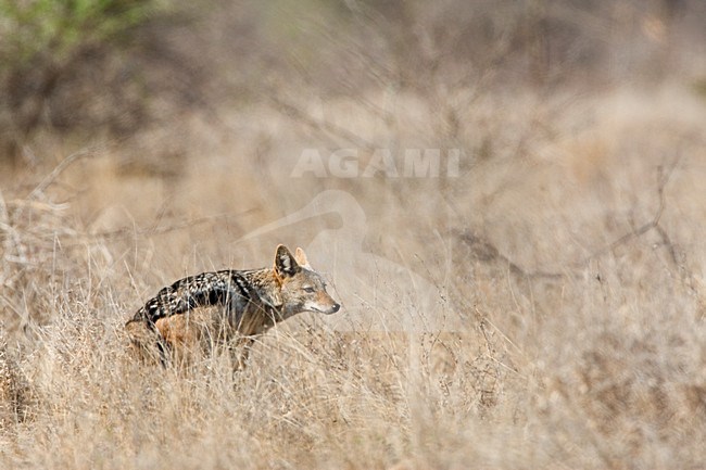 Zadeljakhals tijdens sanitaire stop; Black-backed Jackal doing it\'s business stock-image by Agami/Marc Guyt,