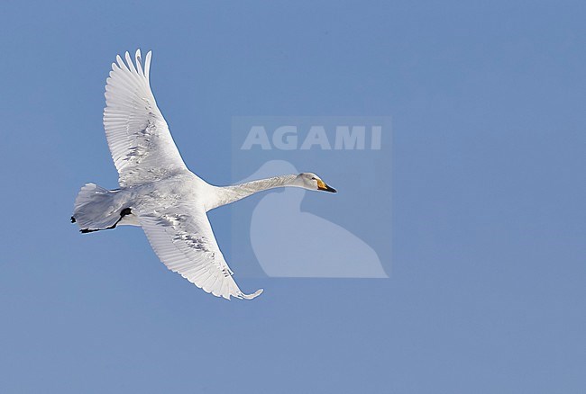 Whooper Swan (Cygnus cygnus) wintering on Hokkaido in northern Japan. stock-image by Agami/Markus Varesvuo,