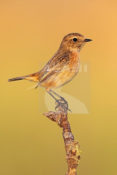 European Stonechat (Saxicola rubicola), side view of an individual perched on a branch, Campania, Italy stock-image by Agami/Saverio Gatto,