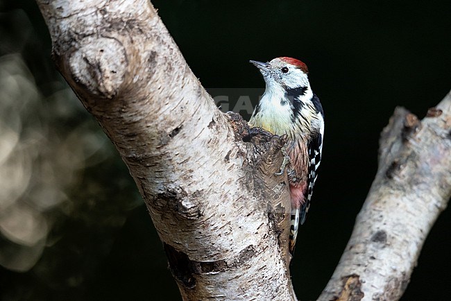 Middle Spotted Woodpecker sits on a birch looking for lunch on a dark autum day in October stock-image by Agami/Onno Wildschut,