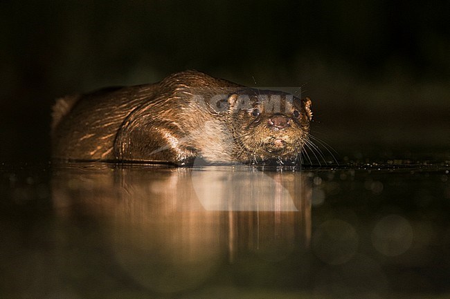 European Otter (Lutra Lutra) forging at night stock-image by Agami/Alain Ghignone,