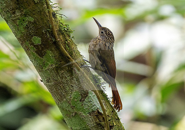 Ocellated (Tschudi's) Woodcreeper (Xiphorhynchus ocellatus chunchotambo) clinging to a mossy tree trunk stock-image by Agami/Andy & Gill Swash ,