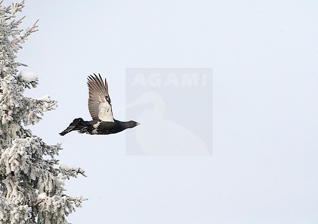 Male Western Capercaillie (Tetrao urogallus) in flight during a cold winter in Northern Finland. Showing under wing pattern. stock-image by Agami/Marc Guyt,