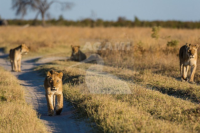 Lions, Panthera leo, from the Marsh Pride, walking in search of food. Savuti, Chobe National Park, Botswana stock-image by Agami/Sergio Pitamitz,