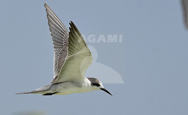 White-cheeked Tern (Sterna repressa) - November 2021 - coast of Oman stock-image by Agami/Eduard Sangster,