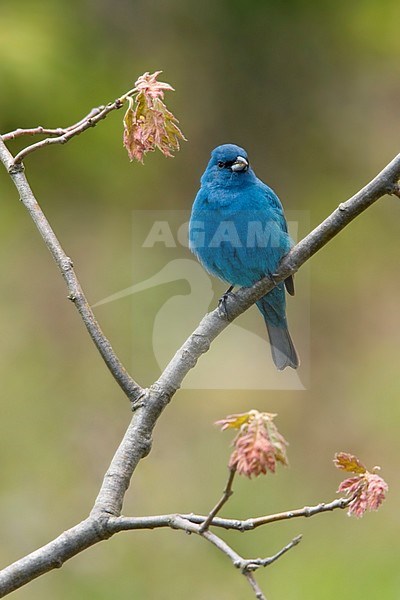 Adult spring male Indigo Bunting, Passerina cyanea, in summer plumage perched. stock-image by Agami/Glenn Bartley,