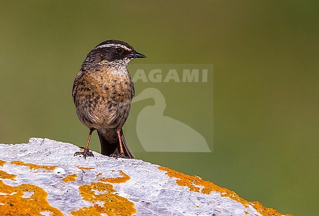 Adult Radde's Accentor sitting on a rock in Demirkazik, Turkey. June 2015. stock-image by Agami/Vincent Legrand,