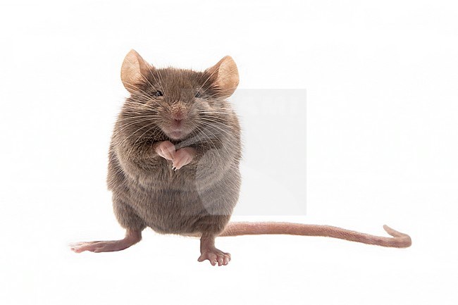 Huismuis, House Mouse, Mus musculus stock-image by Agami/Theo Douma,
