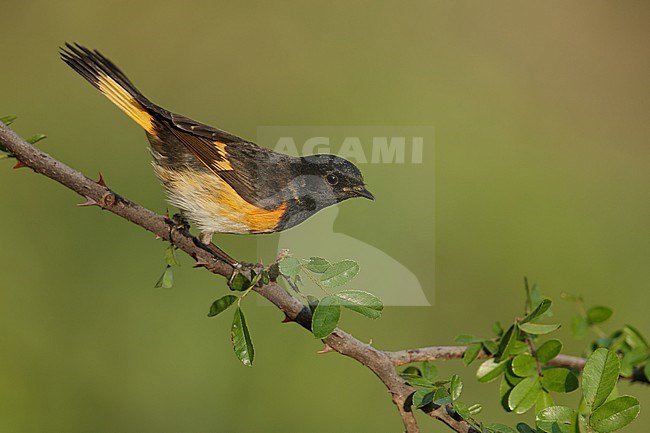 Mannetje Amerikaanse Roodstaart, Male American Redstart stock-image by Agami/Brian E Small,