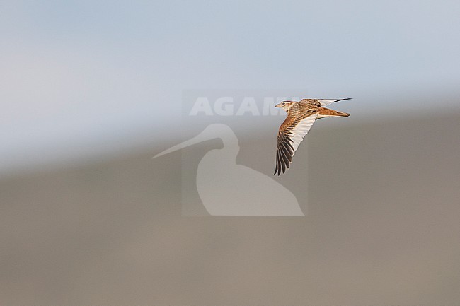 Mongolian Lark (Melanocorypha mongolica), Russia, adult stock-image by Agami/Ralph Martin,