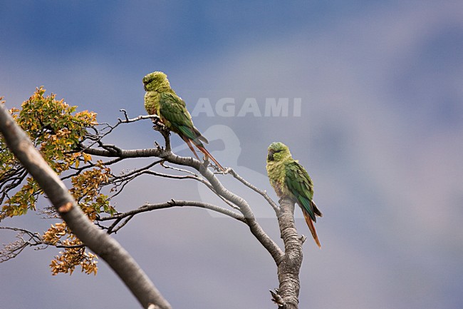 Magelhaenparkiet, Austral Parakeet, Enicognathus ferrugineus stock-image by Agami/Marc Guyt,