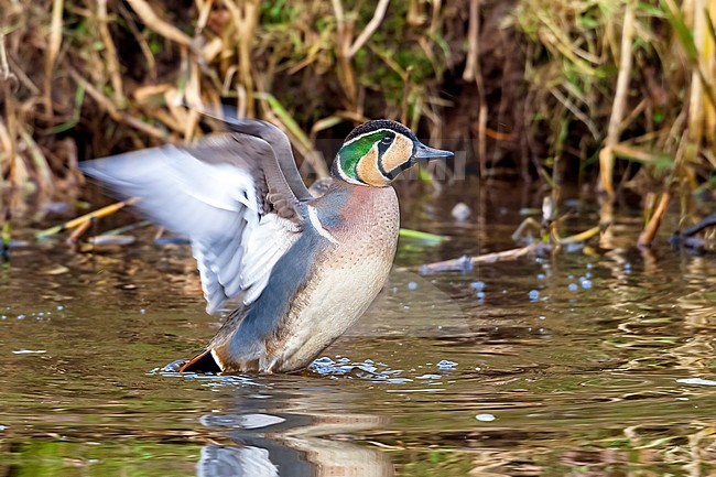 Male Baikal Teal swimming in a canal near Almelo, Overijssel, Netherlands. February 2010. stock-image by Agami/Vincent Legrand,