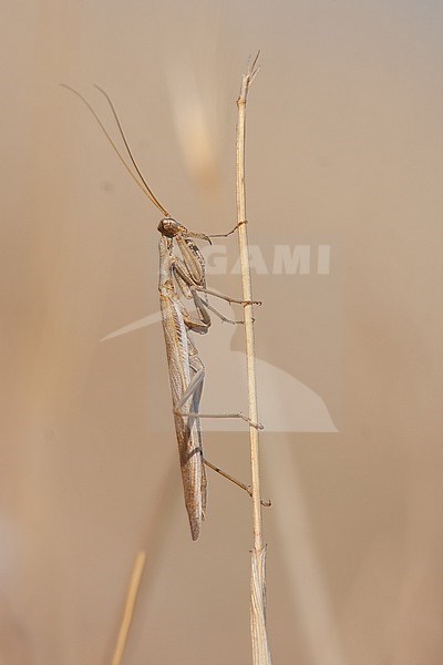 Ameles decolor - Graue Fangschrecke, France, imago stock-image by Agami/Ralph Martin,