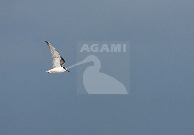 Immature Wintering Little Tern (Sternula albifrons) at the coast in South Africa. stock-image by Agami/Marc Guyt,