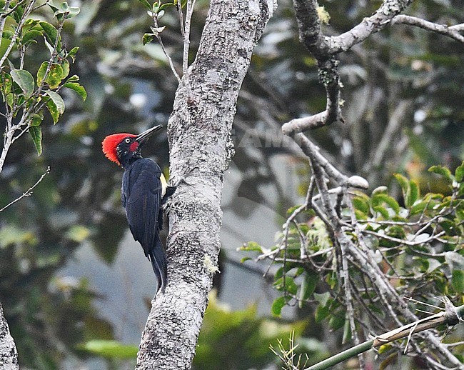 White-bellied Woodpecker (Dryocopus javensis confusus) on Mount Polis, Luzon, in the Philippines. stock-image by Agami/Laurens Steijn,