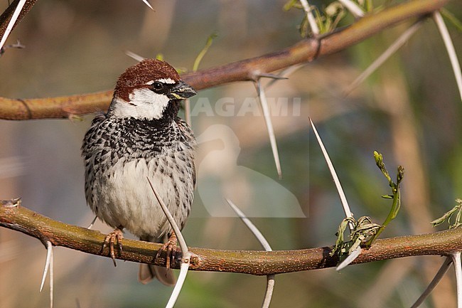 Spaanse Mus; Spanish Sparrow, Passer hispaniolensis ssp. transcaspicus, male, Turkey stock-image by Agami/Ralph Martin,