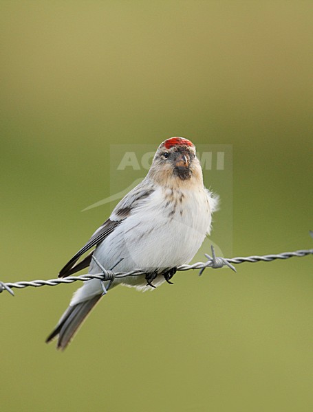 Greenland Witstuitbarmsijs, Greenland Arctic Redpoll, Carduelis hornemanni hornemanni stock-image by Agami/Hugh Harrop,