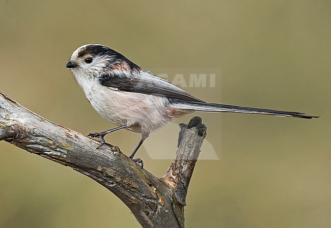 Long-tailed Tit (Aegithalos caudatus) in northern Italy stock-image by Agami/Alain Ghignone,