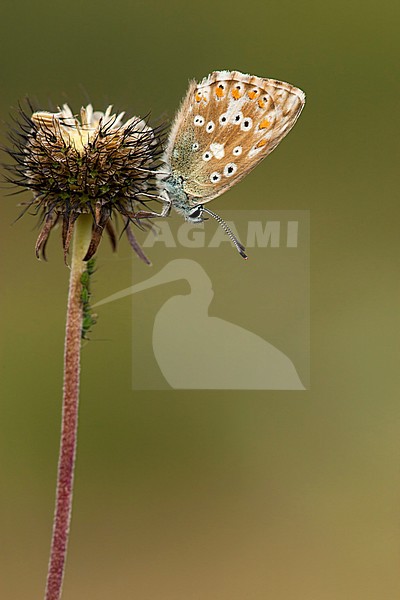 Bleek blauwtje / Chalk-hill Blue (Polyommatus coridon) stock-image by Agami/Wil Leurs,
