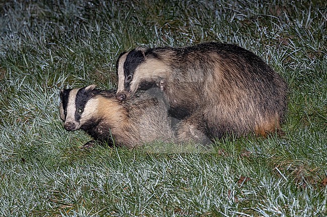 Couple of European Badger (Meles meles) mating at night in Yvoir, Namur, Belgium. stock-image by Agami/Vincent Legrand,