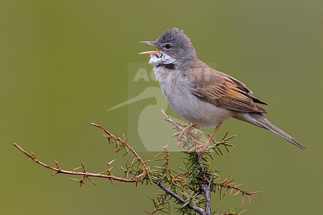 Zingende Grasmus; Singing Common Whitethroat stock-image by Agami/Daniele Occhiato,