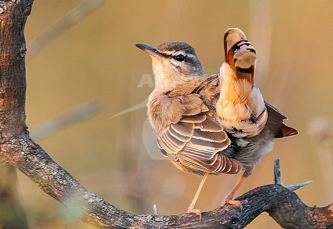 Eastern Rufous-tailed Scrub Robin (Cercotrichas galactotes) perched in low scrub on Greek island of Lesvos. Showing under tail. stock-image by Agami/Marc Guyt,