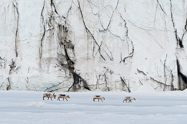 Svalbard reindeer, Rangifer tarandus, walk along a glacier front. Svalbard, Norway stock-image by Agami/Sergio Pitamitz,