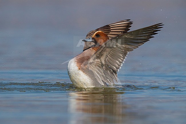Smient; Eurasian Wigeon stock-image by Agami/Daniele Occhiato,