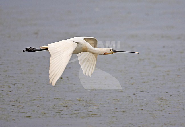 Lepelaar in vlucht; Eurasian Spoonbill in flight stock-image by Agami/Markus Varesvuo,