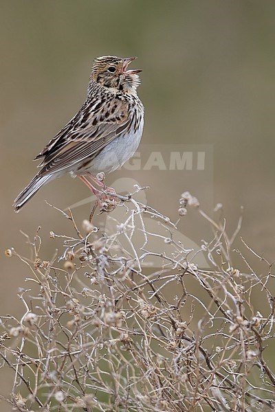 Baird's Sparrow (Ammodramus bairdii) perched in a bush stock-image by Agami/Dubi Shapiro,