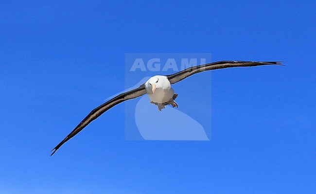 Flying Black-browed Albatross near Saunders Island, Falkland Islands. stock-image by Agami/Jacques van der Neut,