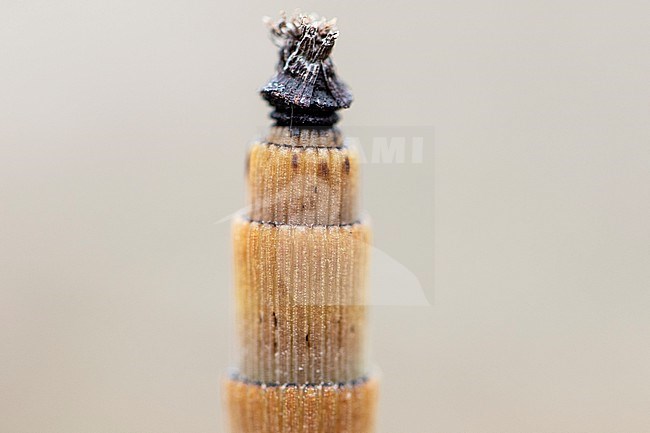 Rough Horsetail, Equisetum hyemale stock-image by Agami/Wil Leurs,